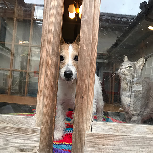 joshua.treeさんの実例写真