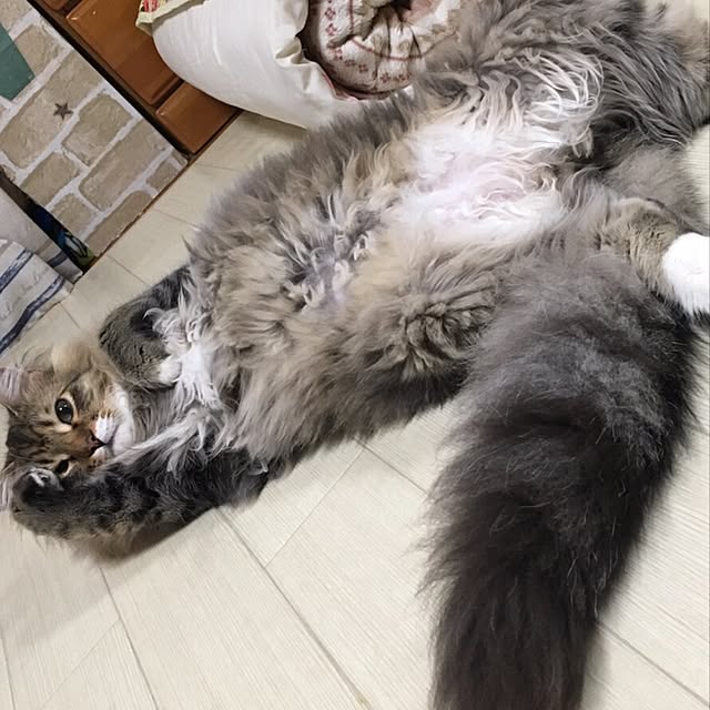 CATさんの実例写真