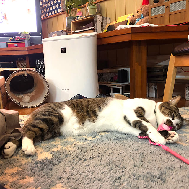 jijiさんの実例写真