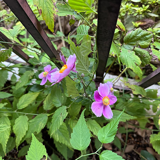 mamizaさんの部屋