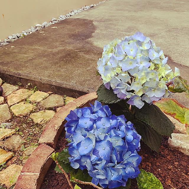 Pisaさんの実例写真