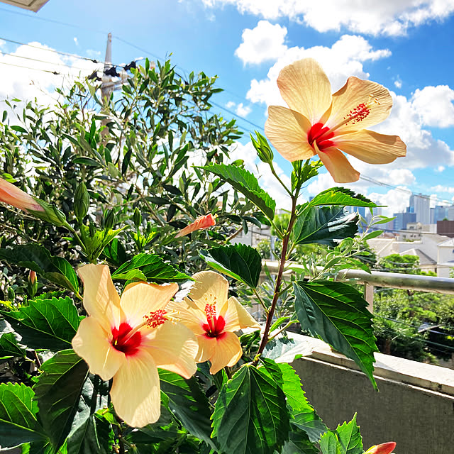 bonobono54さんの実例写真