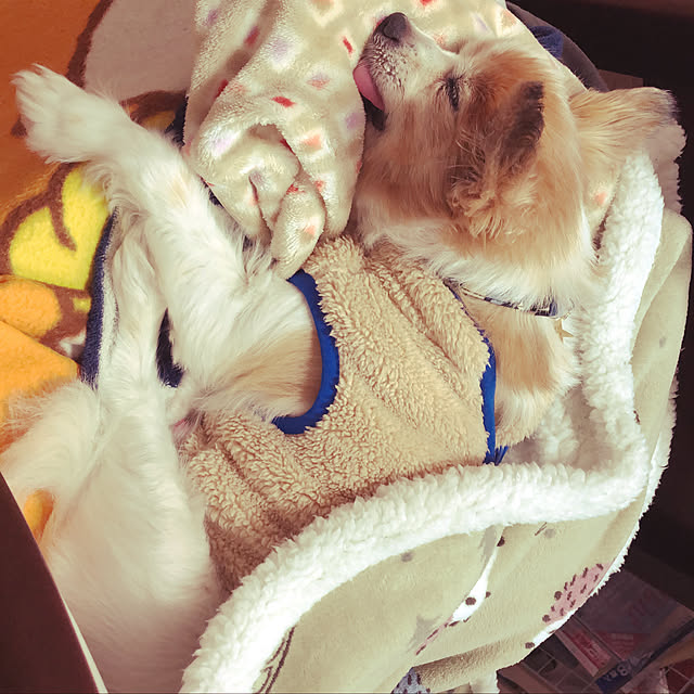 xxmii_12_0711さんの実例写真
