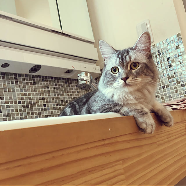 ecopanaさんの実例写真