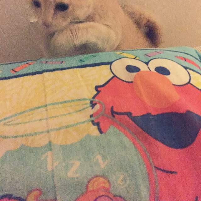 Maiさんの実例写真
