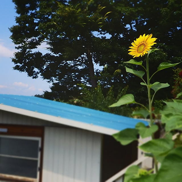 ベッド周り/ひまわり/小屋/小屋DIY/夏の花...などのインテリア実例 - 2016-07-31 11:15:24