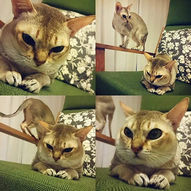 Jcさんの実例写真