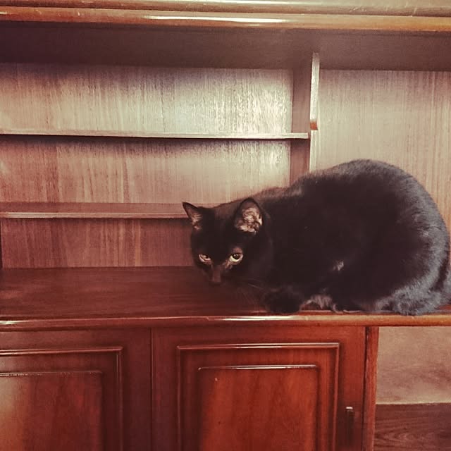 Kaoruさんの実例写真