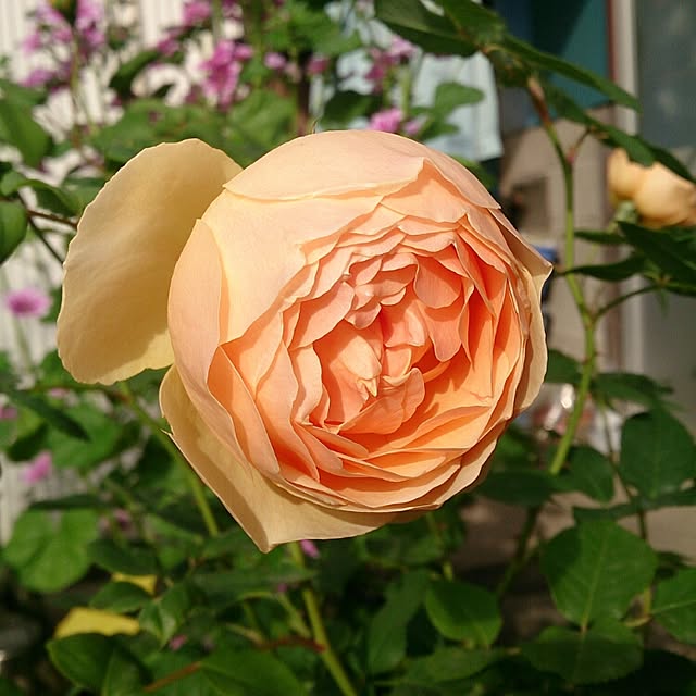 玄関/入り口/ガーデニング/バラ/植物/花...などのインテリア実例 - 2015-05-15 12:24:16