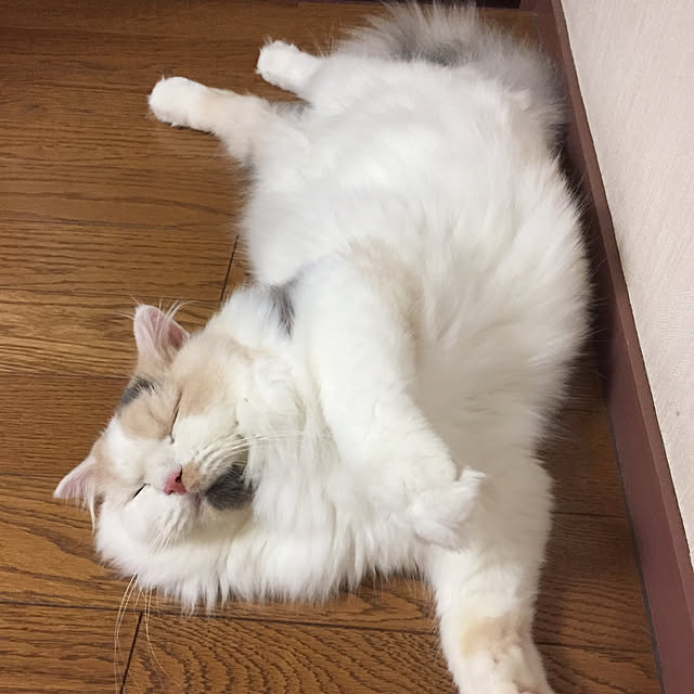 keibooさんの実例写真