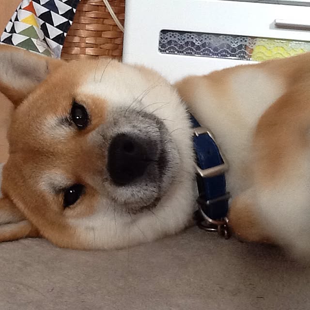 kotaさんの実例写真