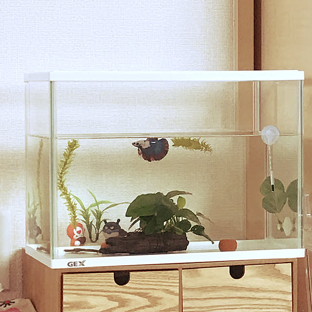 m.mさんの実例写真