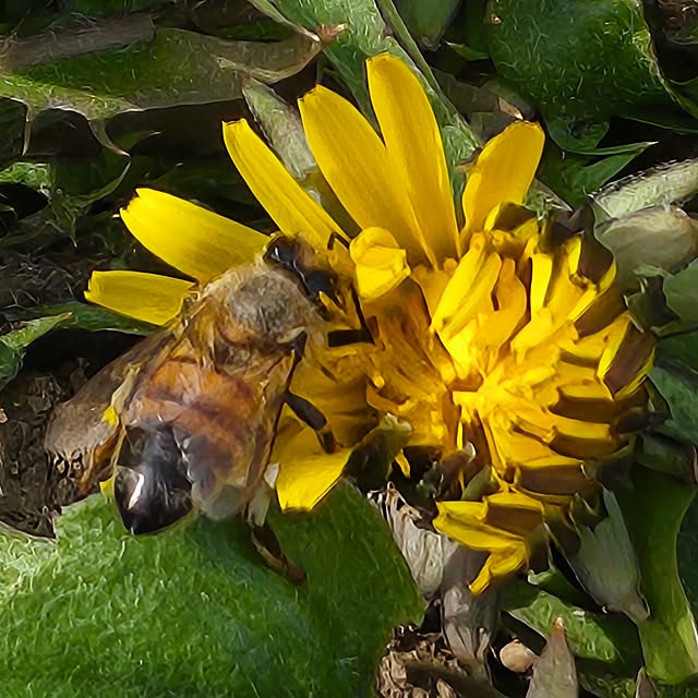 Rubiconさんの実例写真