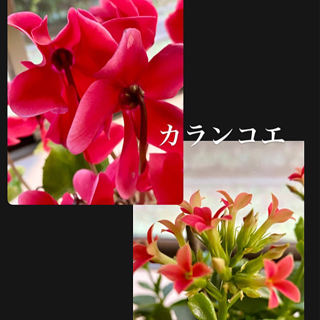 YuuKoさんの実例写真
