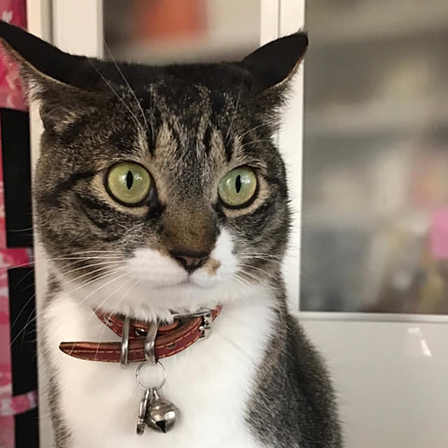 moainanoさんの実例写真