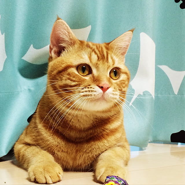 nekoさんの実例写真