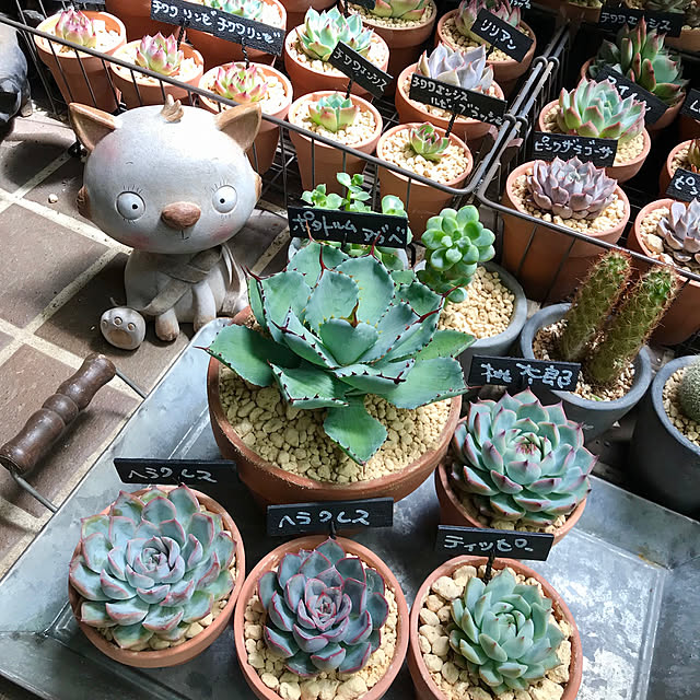 butachanさんの実例写真