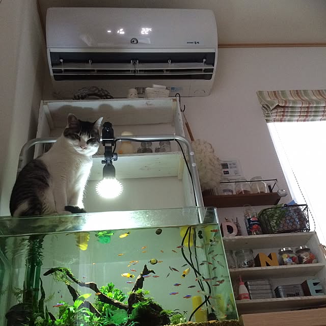asahixxさんの実例写真