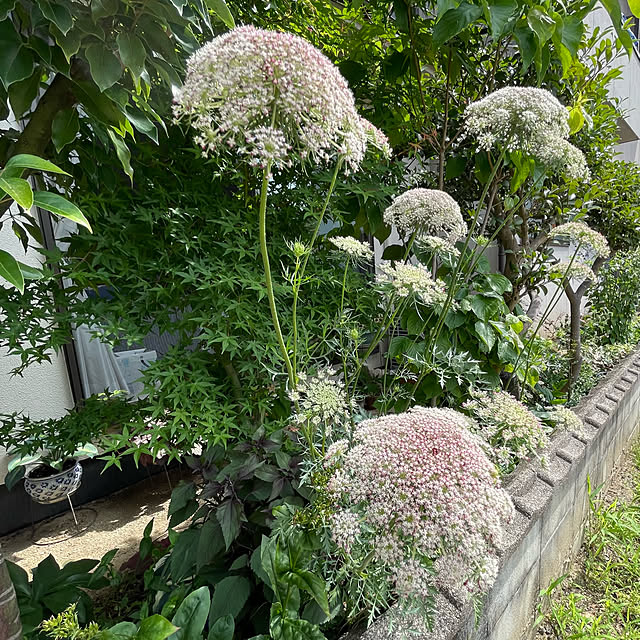 buchiさんの部屋