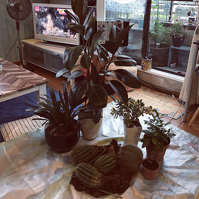ariceさんの実例写真