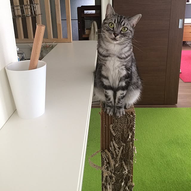 mikomaruさんの実例写真