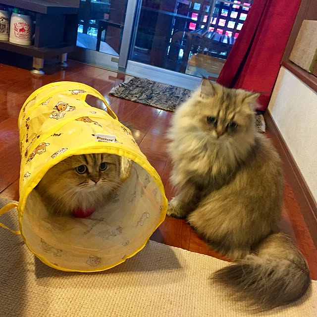 butachanさんの実例写真