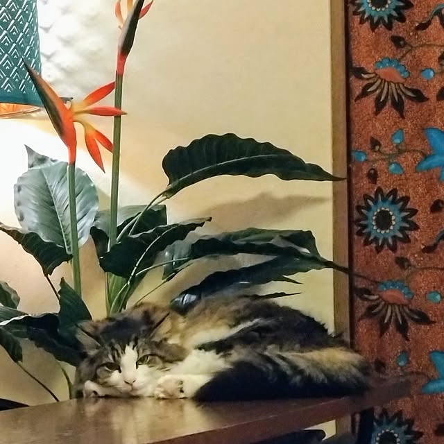 CHIKAさんの実例写真