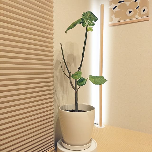 tan5さんの実例写真