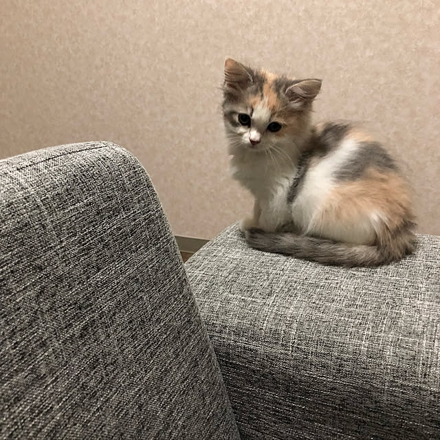 sayaoさんの実例写真