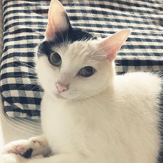 chiさんの実例写真