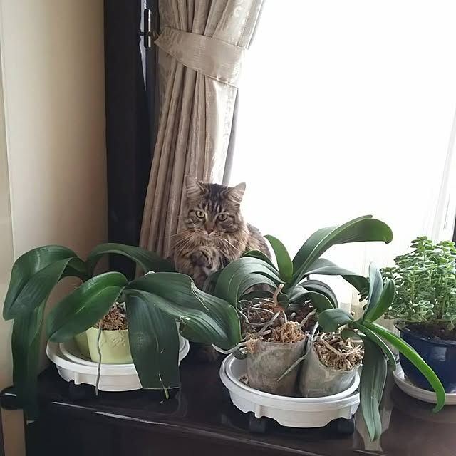 whiskerbloomさんの実例写真