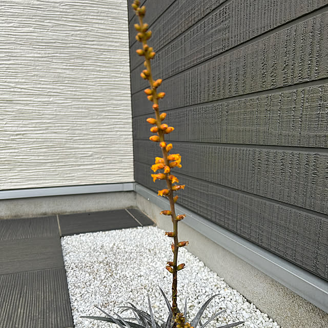 shokuchudokuさんの部屋