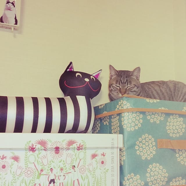 maoshinさんの実例写真