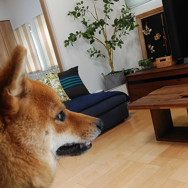 sakuraさんの実例写真