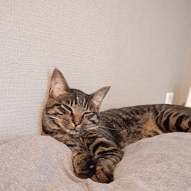 hihaさんの実例写真