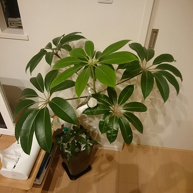 yuinacchiさんの実例写真