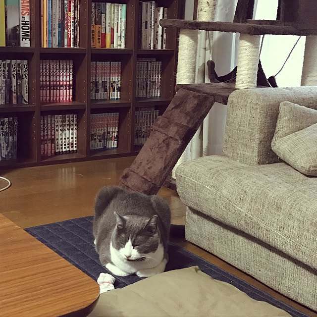 hacchiさんの実例写真