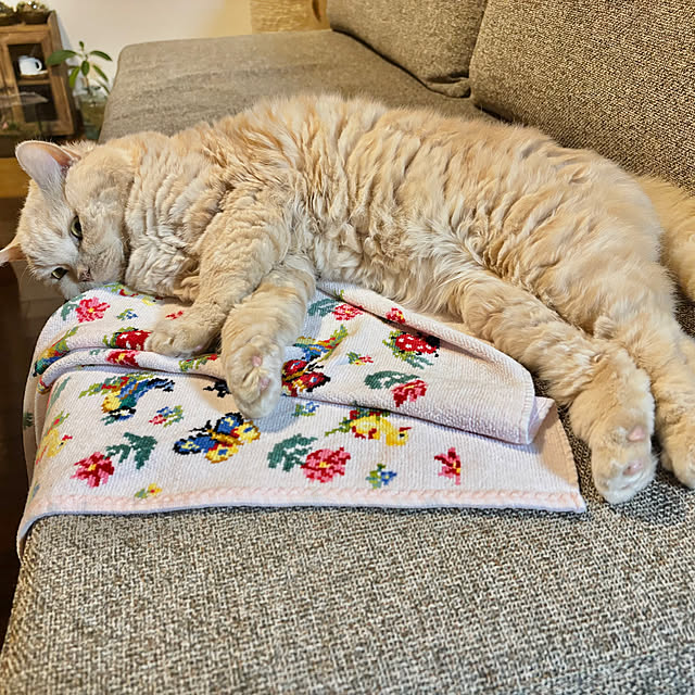 naokoさんの実例写真