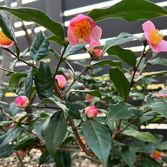 mozukuさんの実例写真