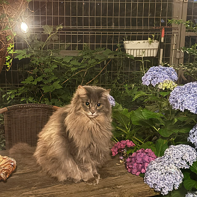 ayuさんの部屋