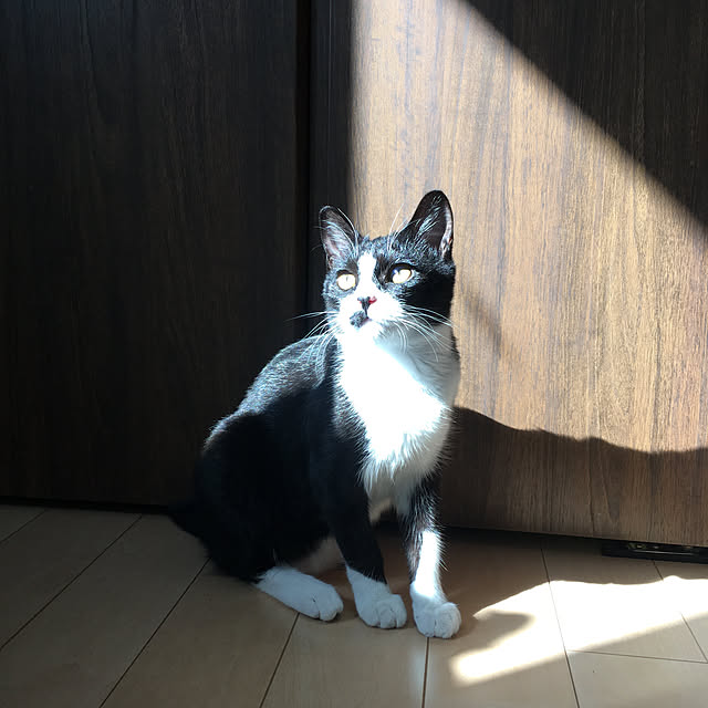 nekoさんの実例写真