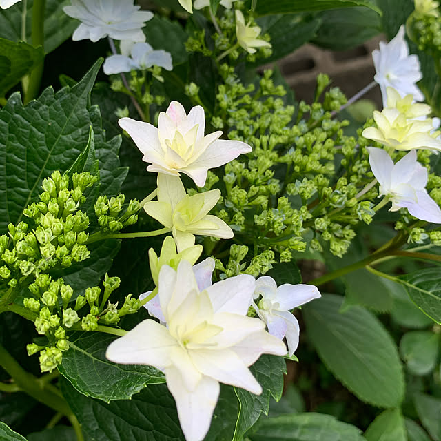 紫陽花/玄関/入り口のインテリア実例 - 2020-06-14 14:30:29