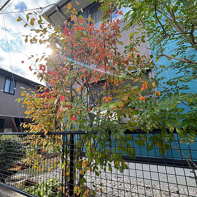 applepieさんの実例写真