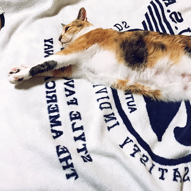 nikonikoさんの実例写真
