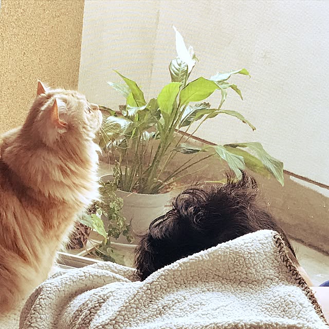 roseさんの実例写真