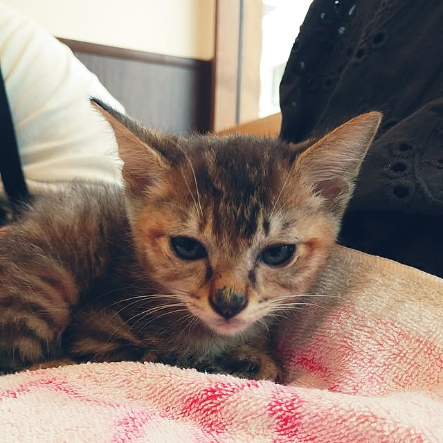 kittenblueさんの実例写真