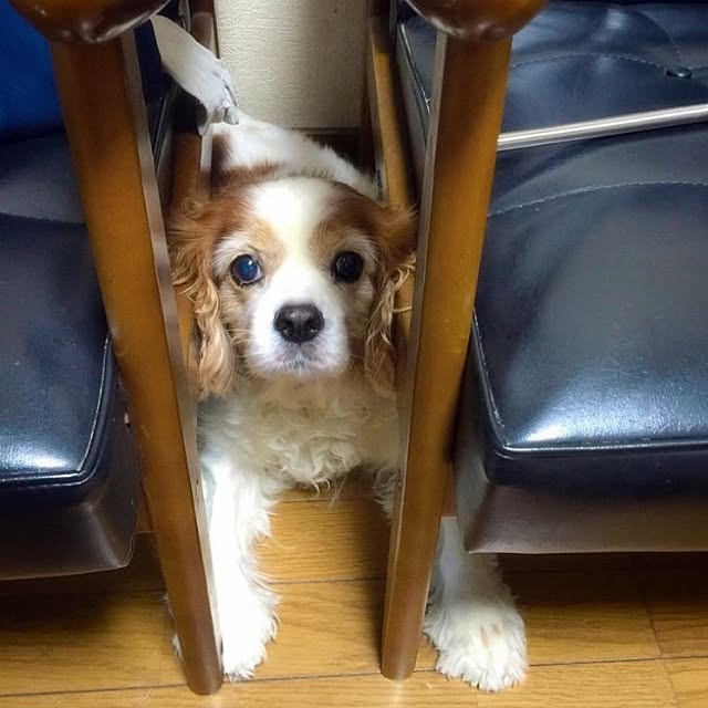 odangoappiさんの実例写真