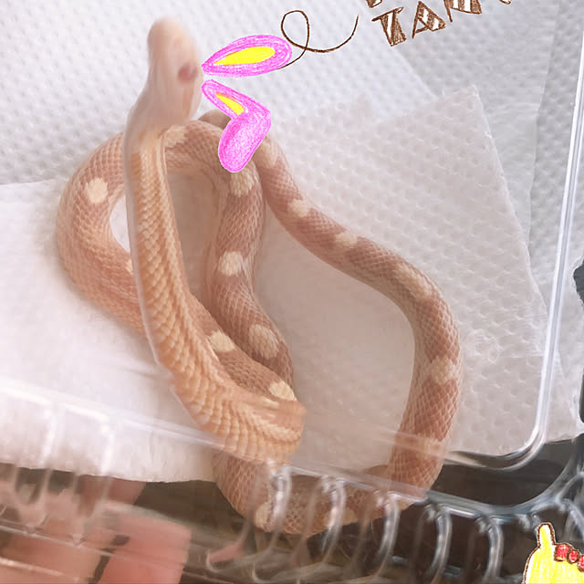 yanさんの実例写真