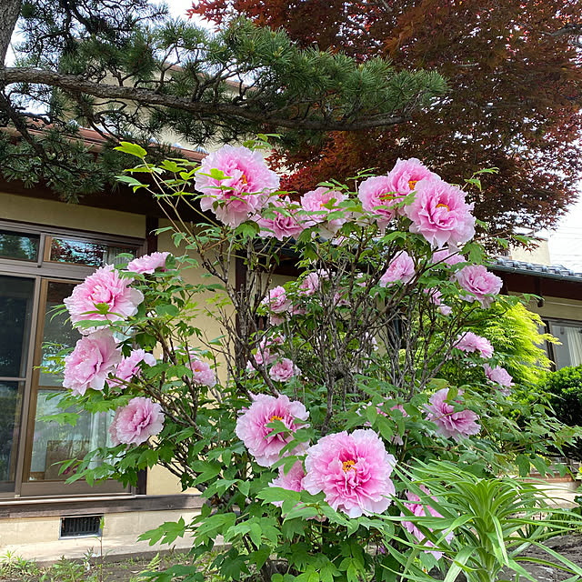 katamuturiさんの実例写真