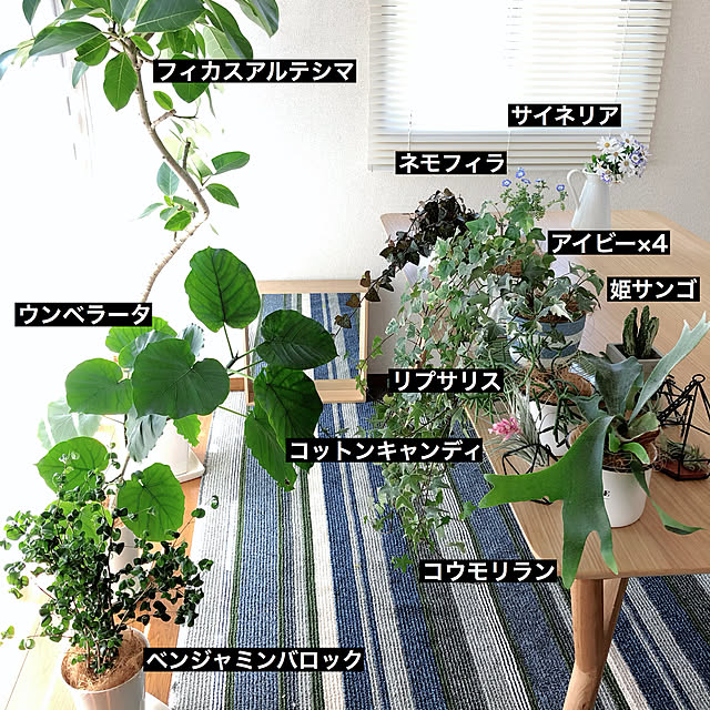 blueberryさんの実例写真